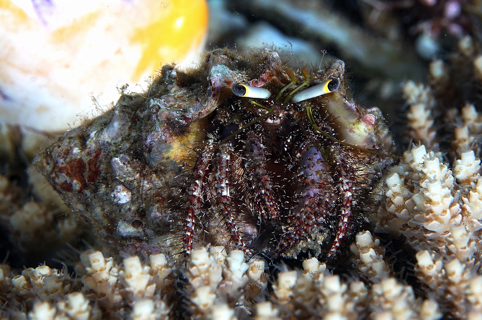 Banda Sea 2018 - DSC05927_rc - Dark knee hermit crab - Bernard lermite des recifs - Dardanus logopodes.jpg
